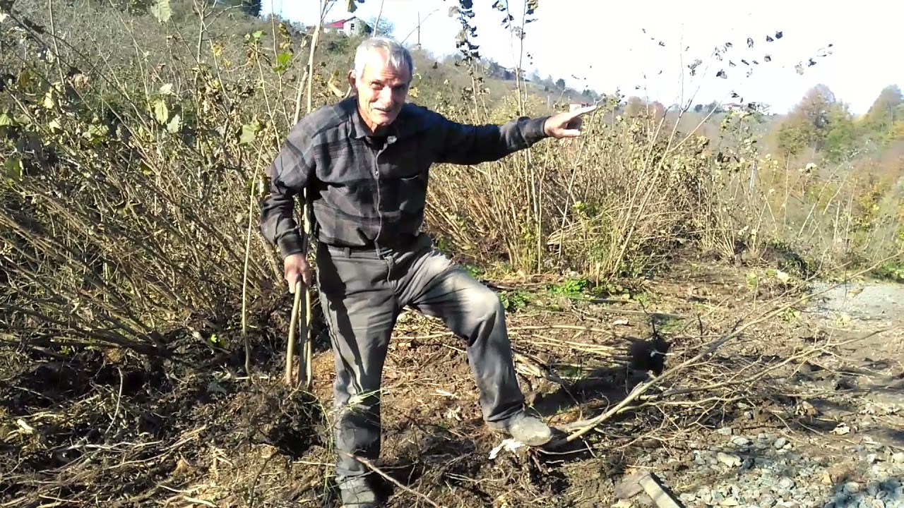 Yaş 70 iş bitmemiş. Yaşlı Fındık bahçesi Yenileme Çalışması
