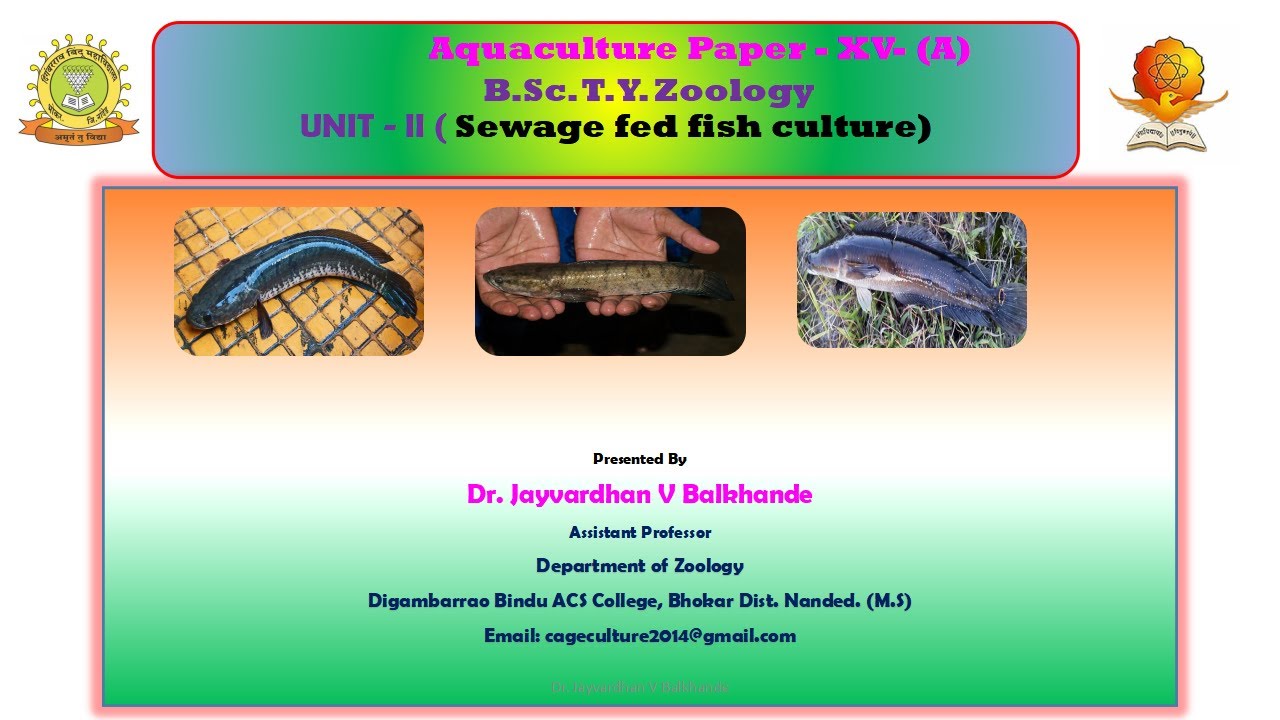 Sewage fed fish culture