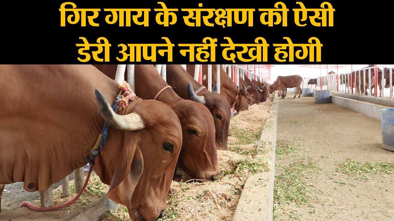 दुधारू गिर नस्ल की गाय का सर्वश्रेष्ठ संवर्धन संरक्षण केंद्र बना  