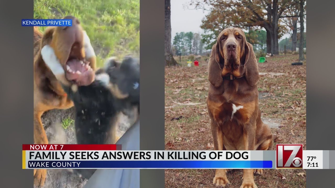 Wake County family's dog shot, killed in front of home