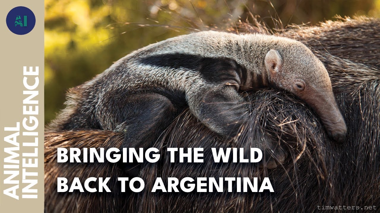 Proyecto Ibera: how to restore biodiversity | AI