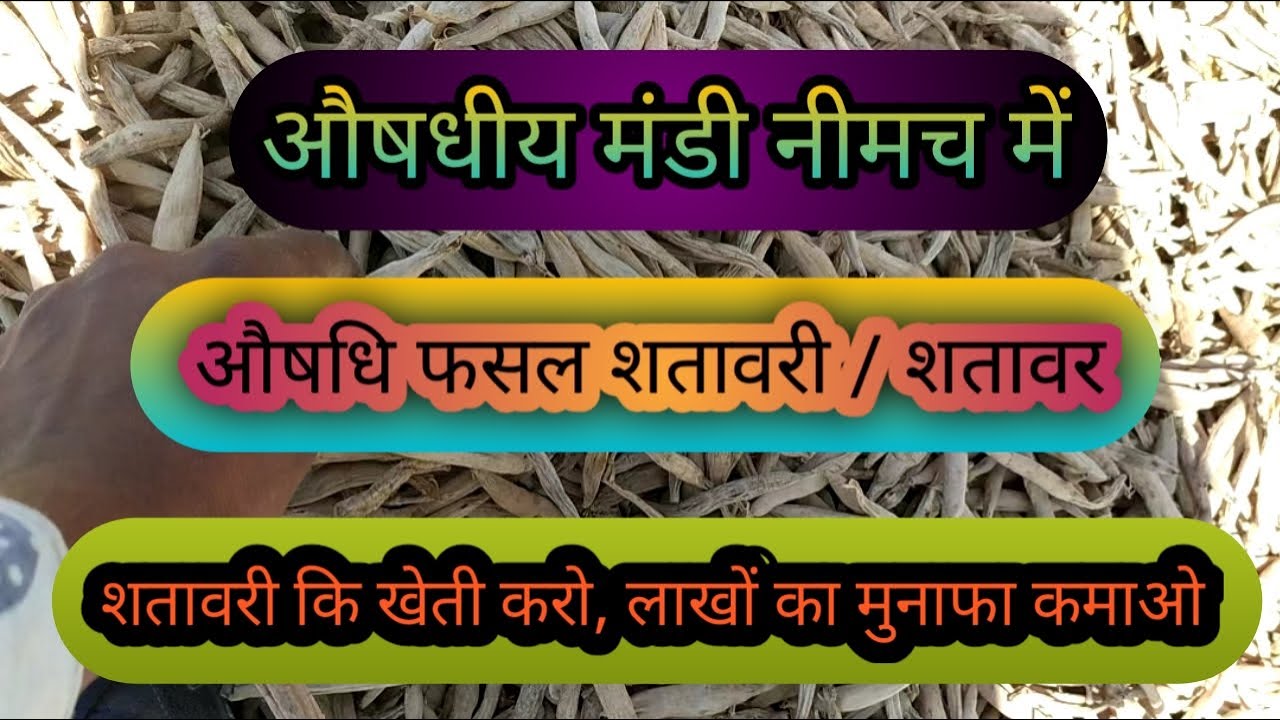 Neemuch Mandi me Shatavari - Medicinal Crop #NeemuchMandi #Shatavaricrop #Medicinalcrop