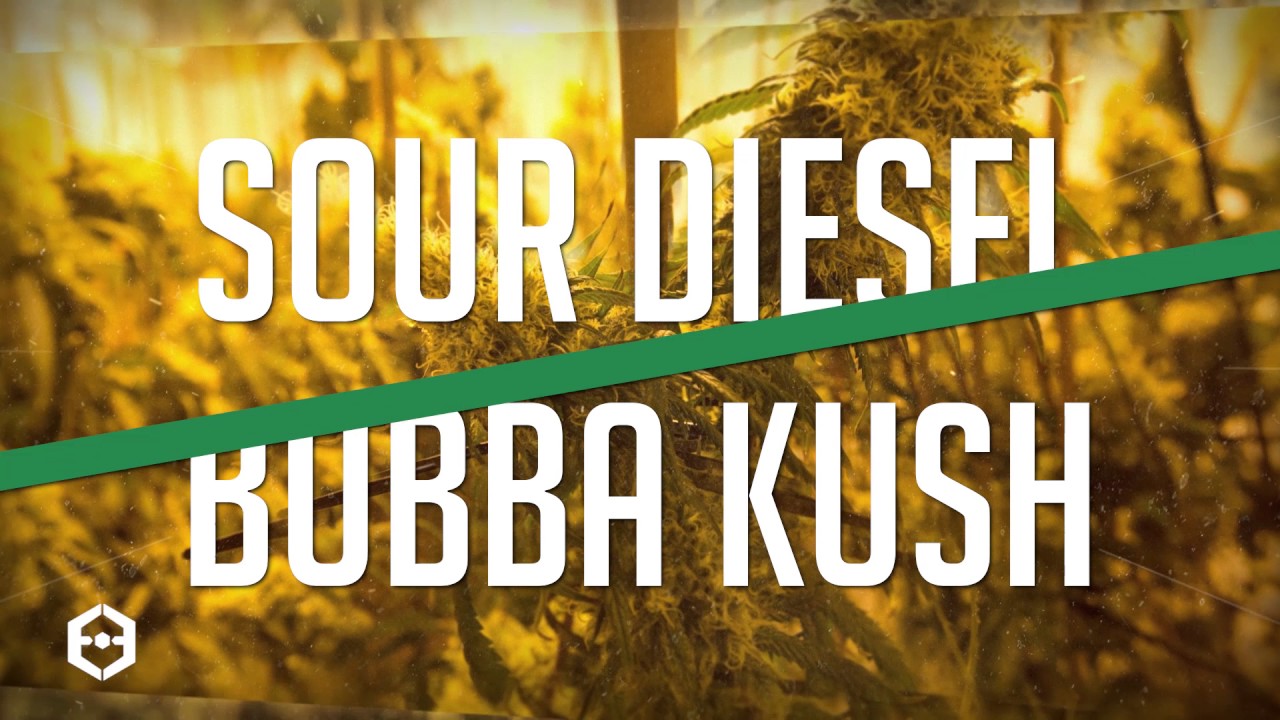 Sour Bubba: An Emerald Evolution Exclusive Strain