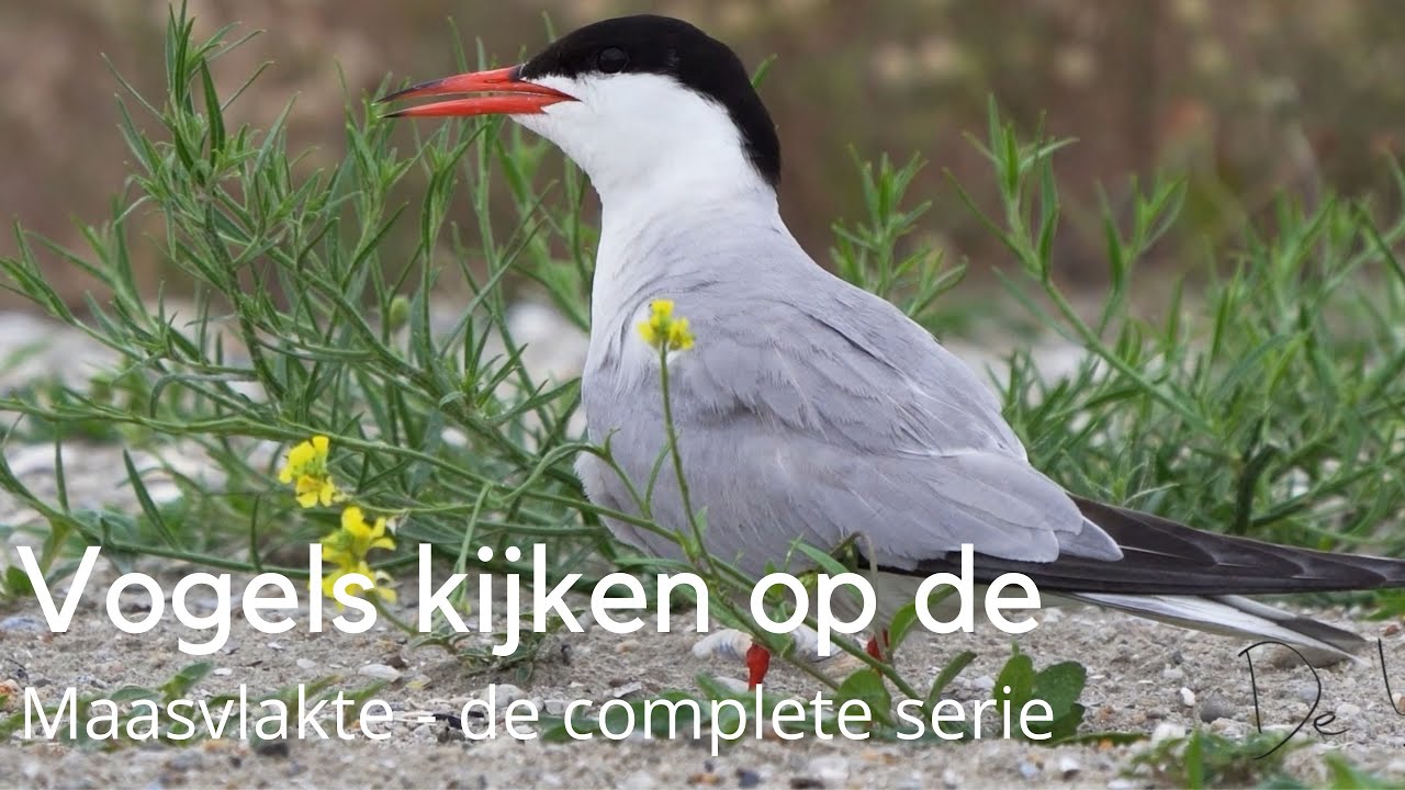 Vogels kijken op de Maasvlakte - de complete serie