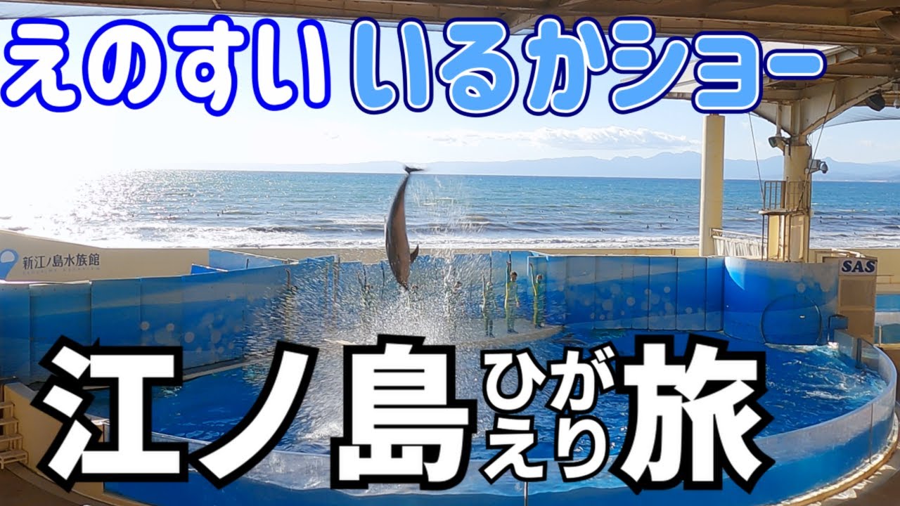 【いるかショー】新江ノ島水族館　いるかショー｜日帰り旅行vlog