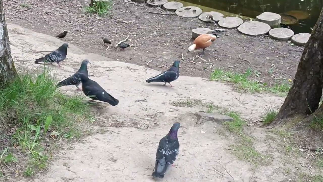 Утка против тупых голубей!