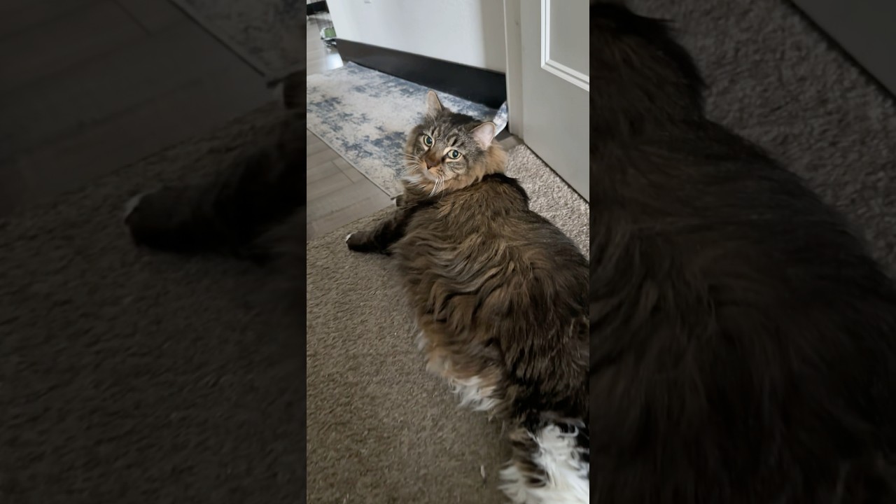 Тео удобно устроился на полу.