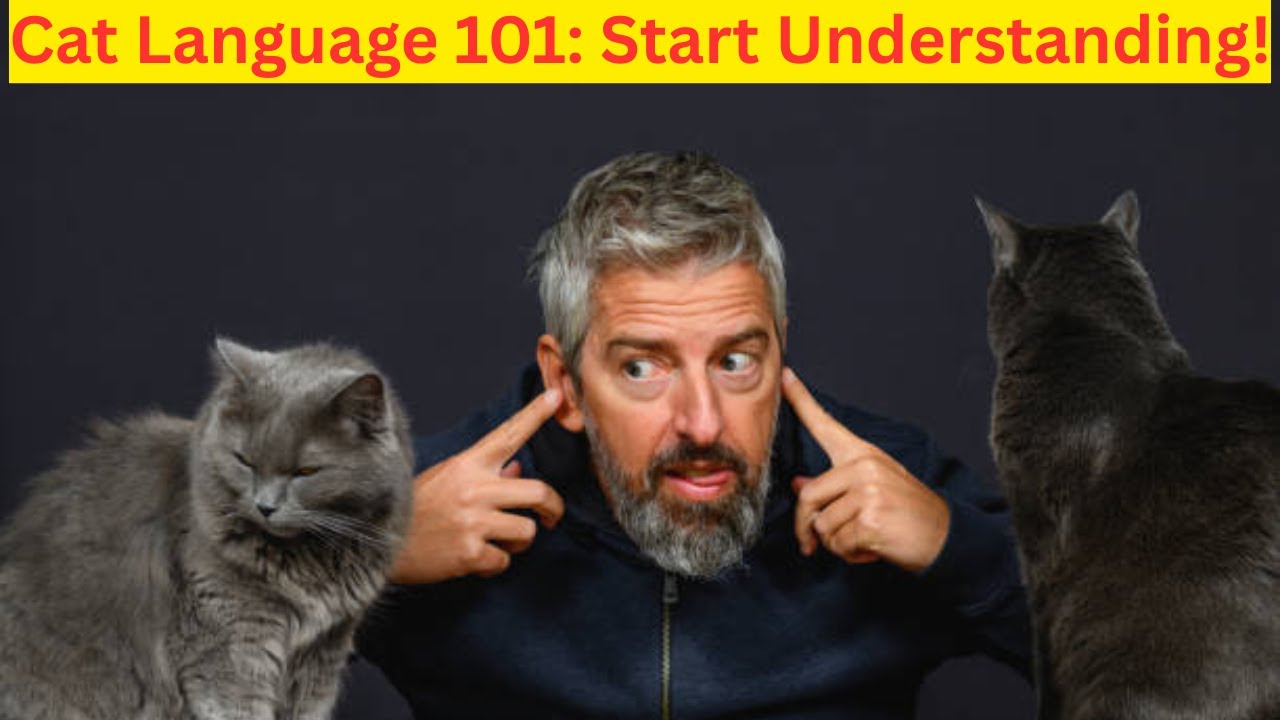 How to Understand Cat Language: Unlocking the Secrets of Feline Communication