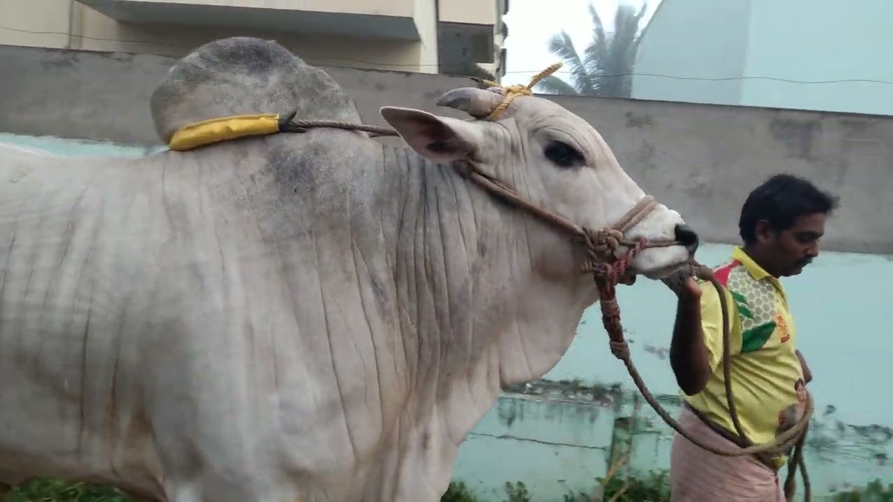 RK BULLS Vetapalem