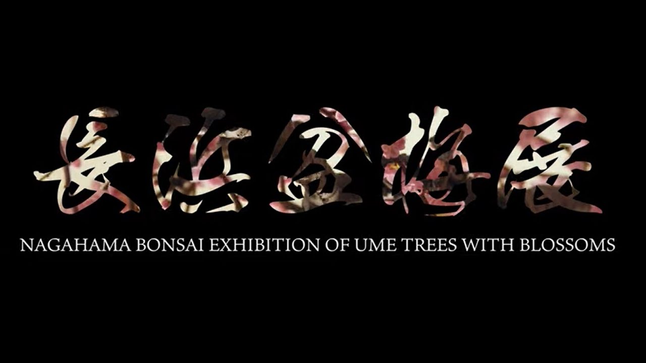 長浜盆梅展　NAGAHAMA BONSAI EXHIBITION OF UME TREES WITH BLOSSOMS