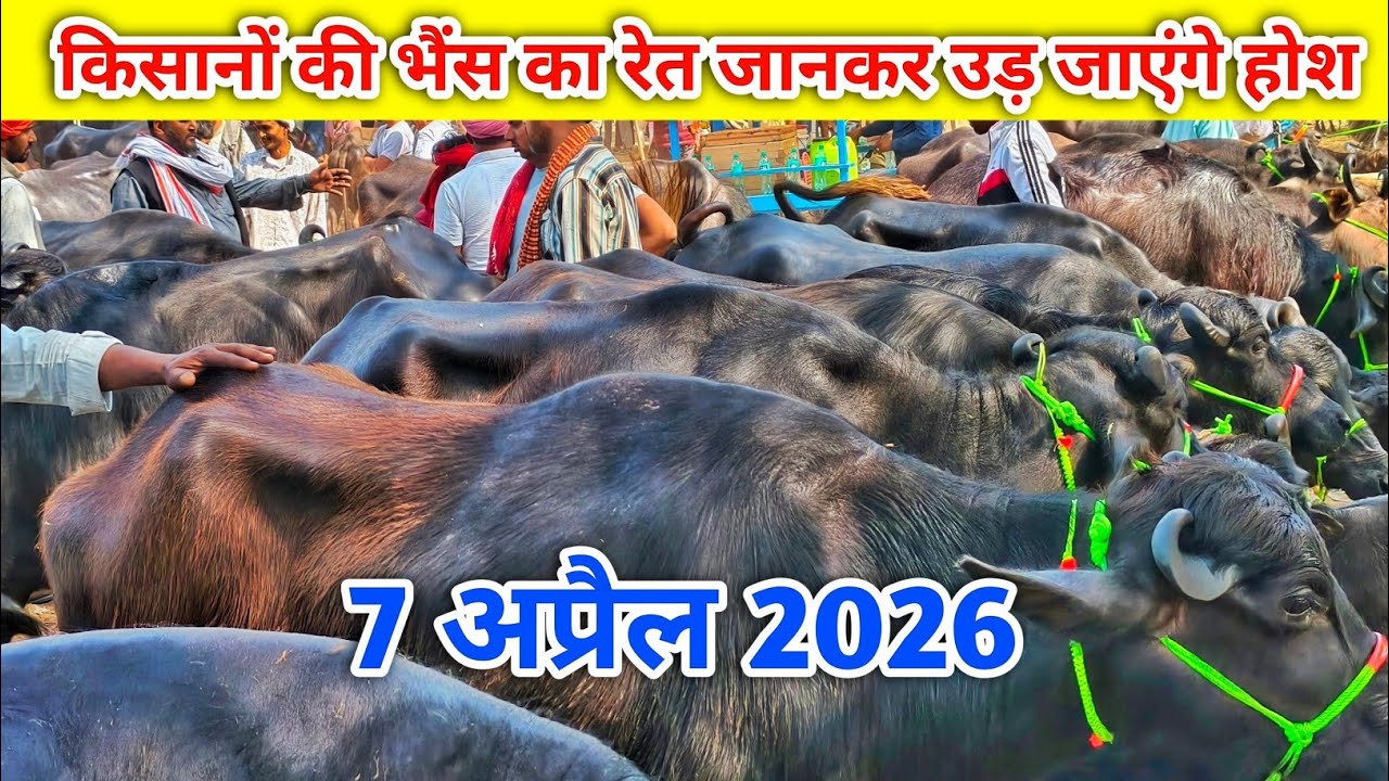 7 अप्रैल 2026 | किसानों की भैंस का रेत जानकर उड़ जाएंगे होश | पचोखरा पशु मंडी | Pashu Mandi |