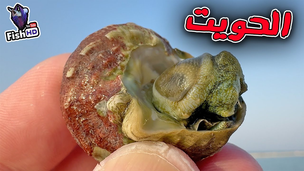 رحلة صيد الحويت وشعوم