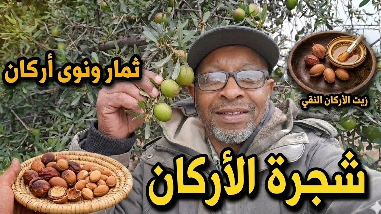 شجرة الأركان الذهب السائل لا تنبت إلا في المغرب فيديو (الأول ) 