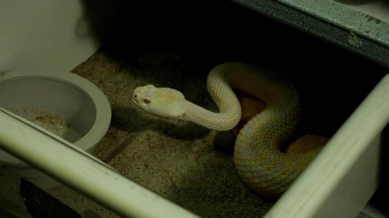 Venomous snake rack tour!  All new rack, rattlesnakes, copperhead, and cottonmouth!
