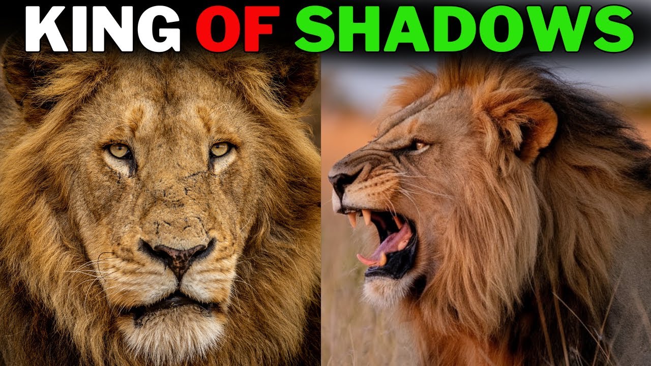 King of Shadows | The Life Cycle of the Male Lion (LION KING)