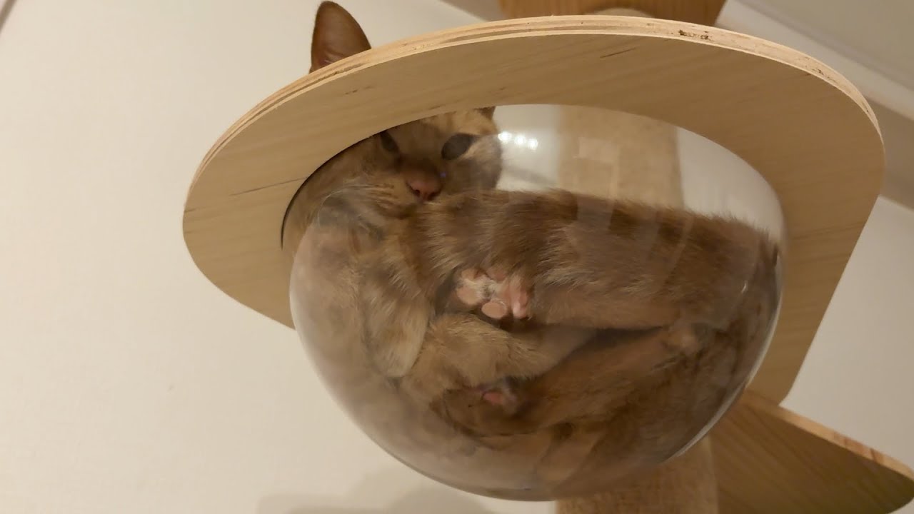 甘えん坊の茶トラ猫がこちら【ベンガル/マンチカン/茶トラ猫】