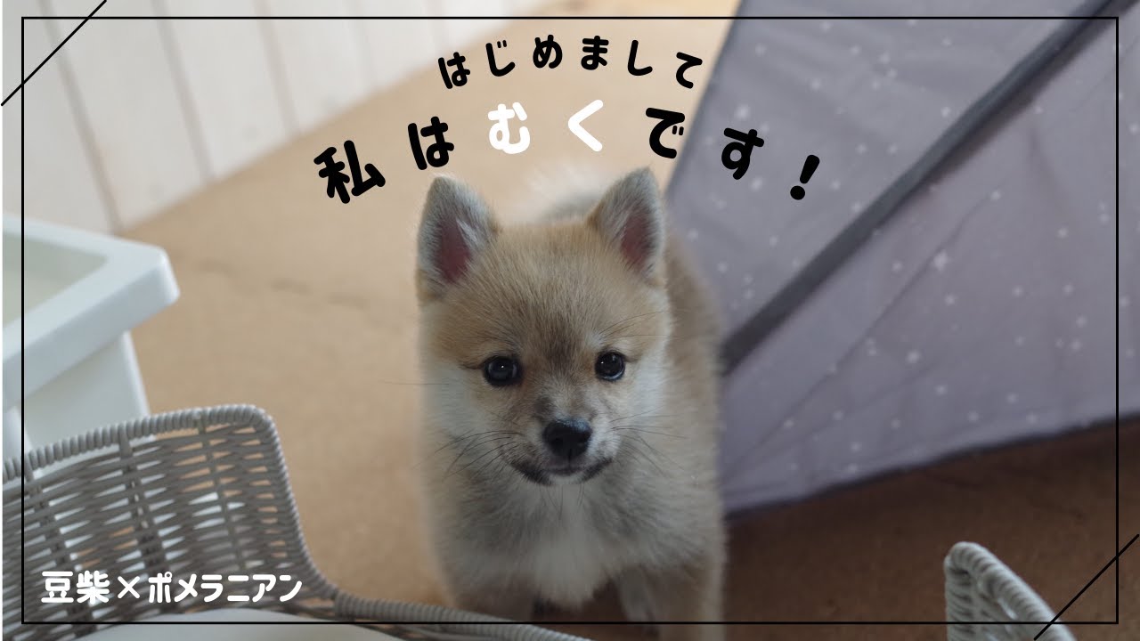生後2か月豆ポメの子犬お迎えしました【初投稿】