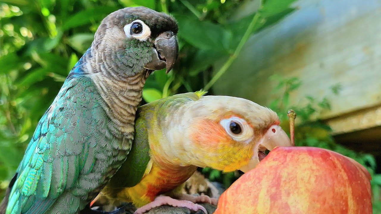 Apples are a fruit that parrots love to eat. Green cheek conure, Blue cheek conure. 