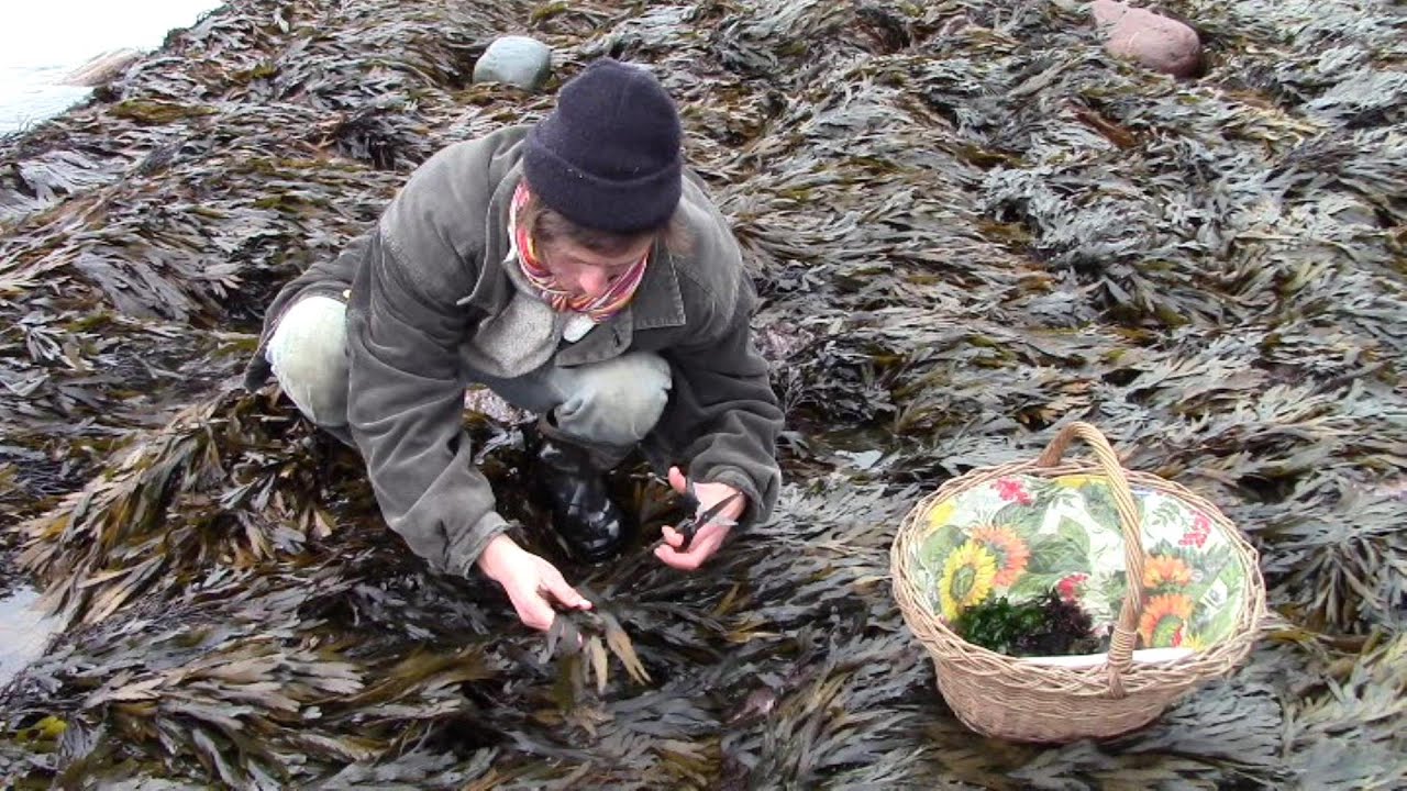 Harvesting Edible Seaweed (And Introducing the Kelly Kettle and Extreme Greens Seaweed Book )