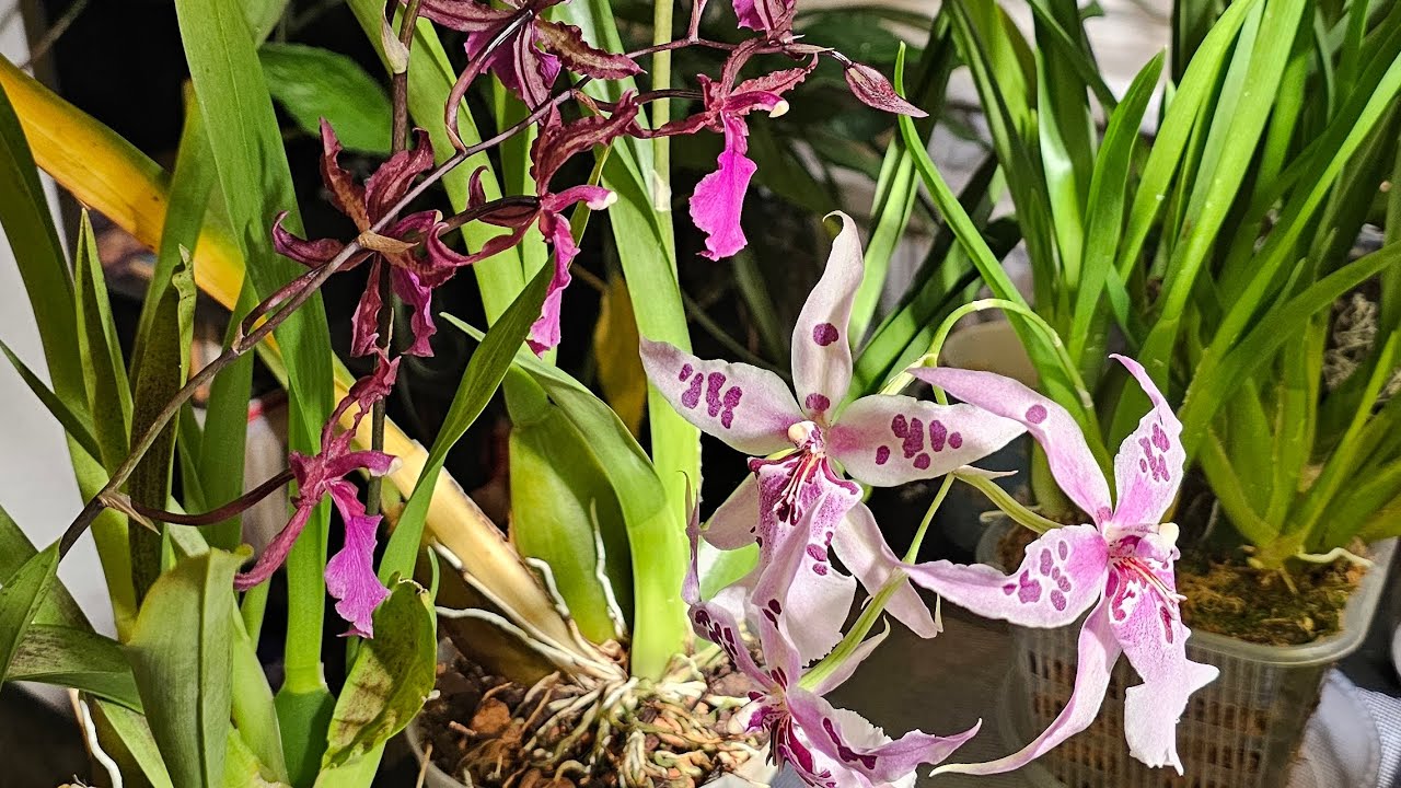 Не убивайте свои орхидеи 😅 типичная ошибка ухода за онцидиумами #orchid #орхидеи