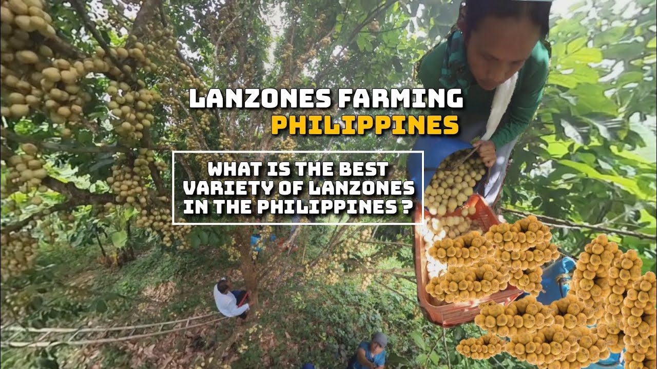 Lanzones farming in the Philippines 2023| What is the best variety of lanzones in the Philippines?