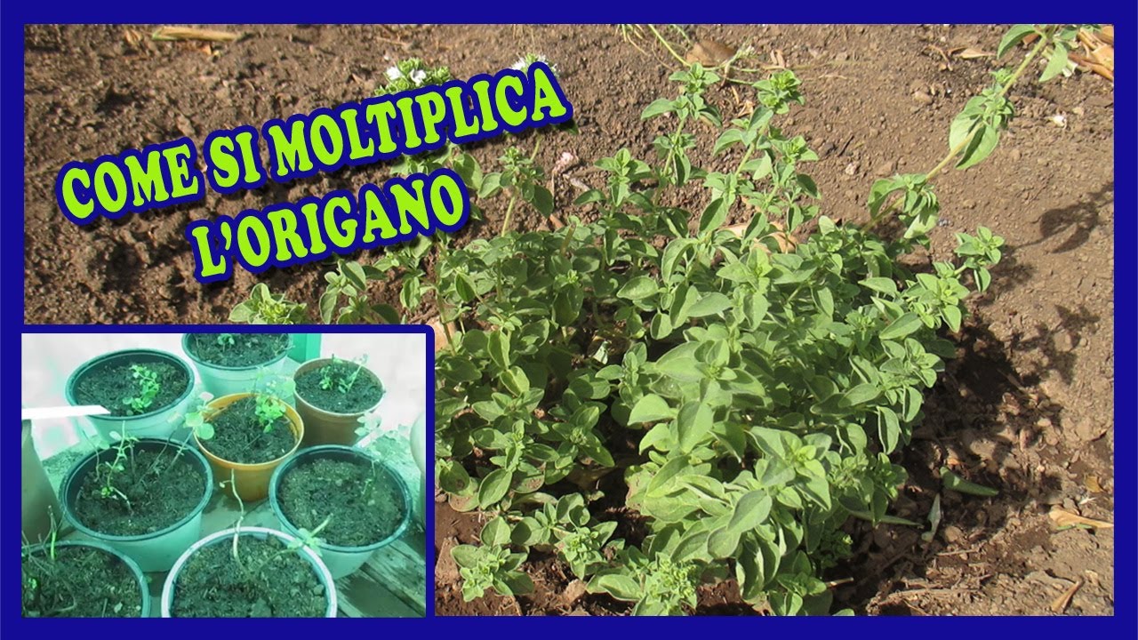 COME MOLTIPLICARE LA PIANTA DI ORIGANO