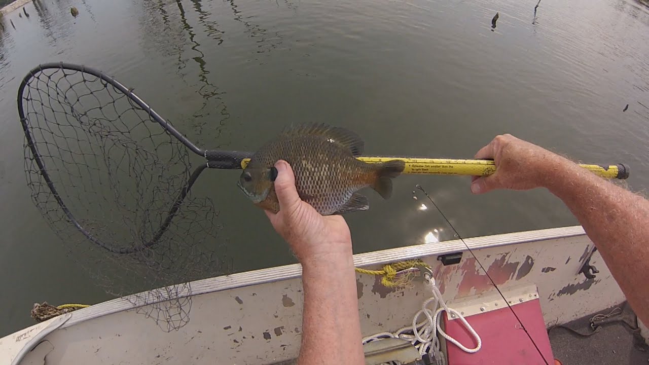 Live action Big Bluegill, Never Leave Fish to Find Fish, WillCFish Tips and Tricks.
