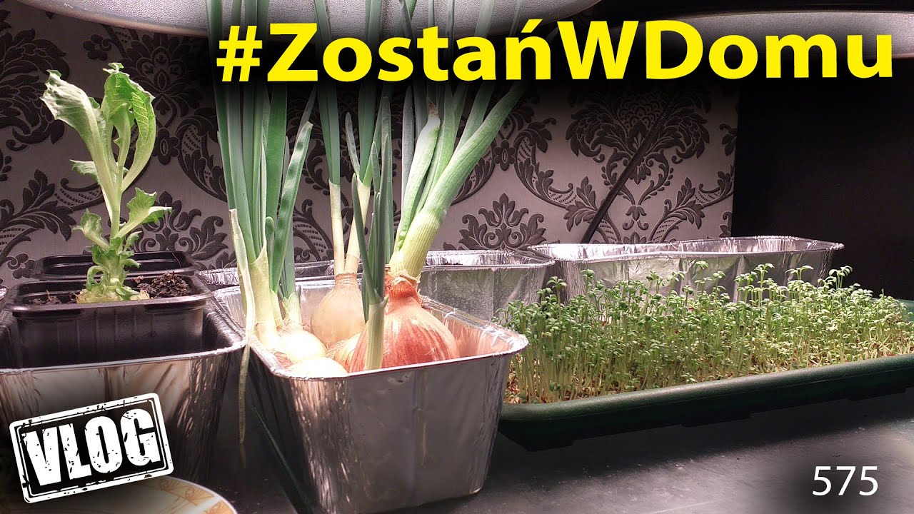VLOG Jak przekonać młodego sportowca do witamin - HYDROPONIKA -domowy ogródek warzywny #ZostańWDomu