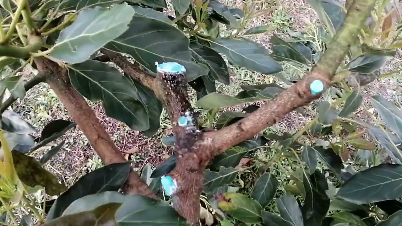 poda sanitaria y poda de mantenimiento en Aguacate Hass.