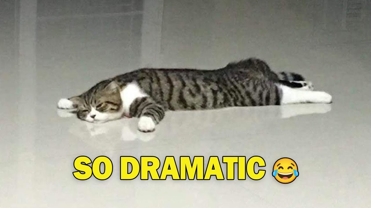 Кошки ведут себя крайне драматично без всякой причины 😹