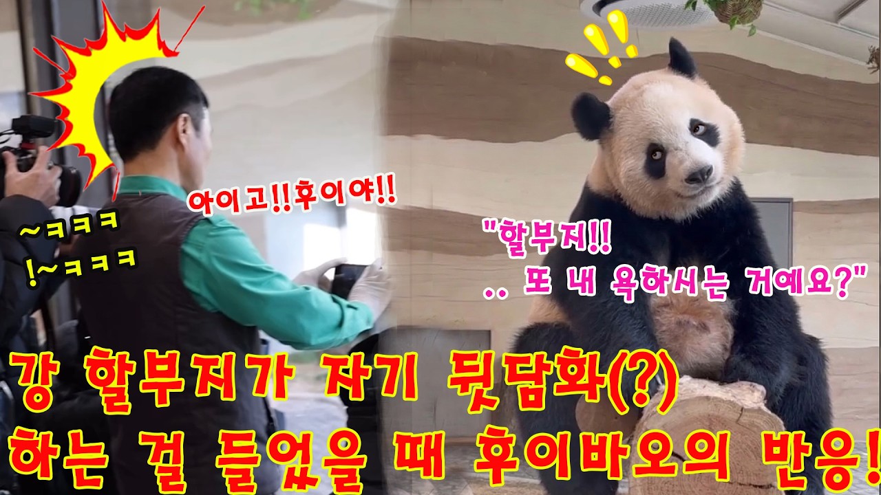 맙소사!!💥강 할부지가 자기 뒷담화(?)하는 걸 들었을 때 후이바오의 반응!🤣ㅋㅋㅋㅋㅋ