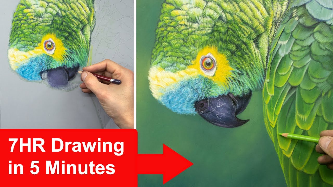 My Pastel Pencil Drawing process - How I do it! Drawing feathers
