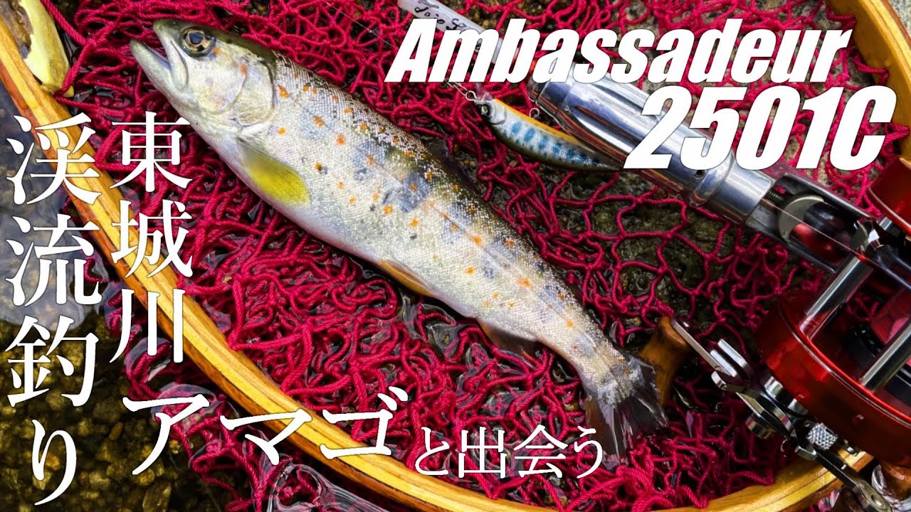 【渓流釣り】東城川渓流ベイトフィネスでアマゴ　アンバサダー2501C