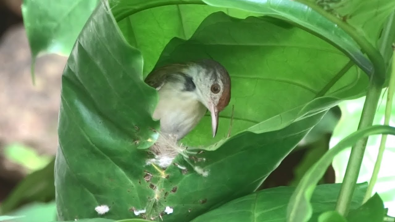 Tailor Bird Making Nest - Very close view