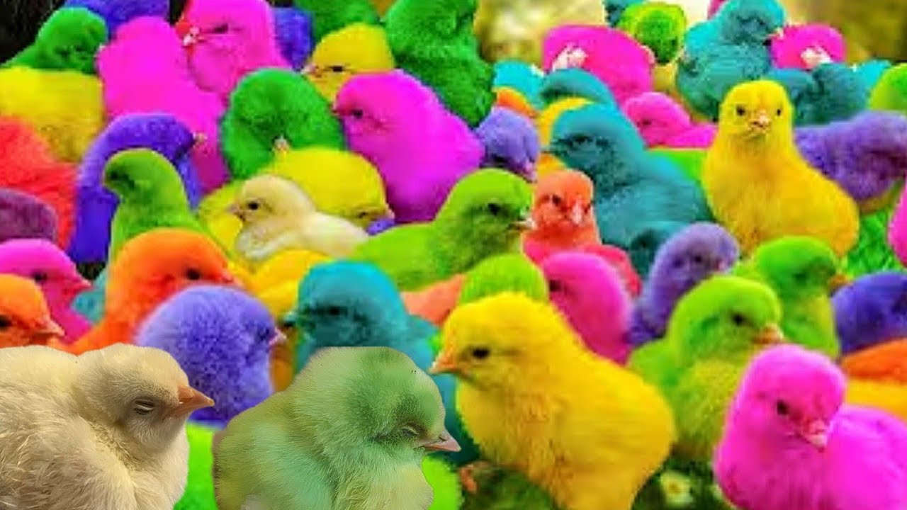 Tangkap Ayam Lucu,     Ayam Warna Warni.  ,   Kelinci Lucu,  Ayam Rainbow,  Bebek Lucu, Hewan Lucu  