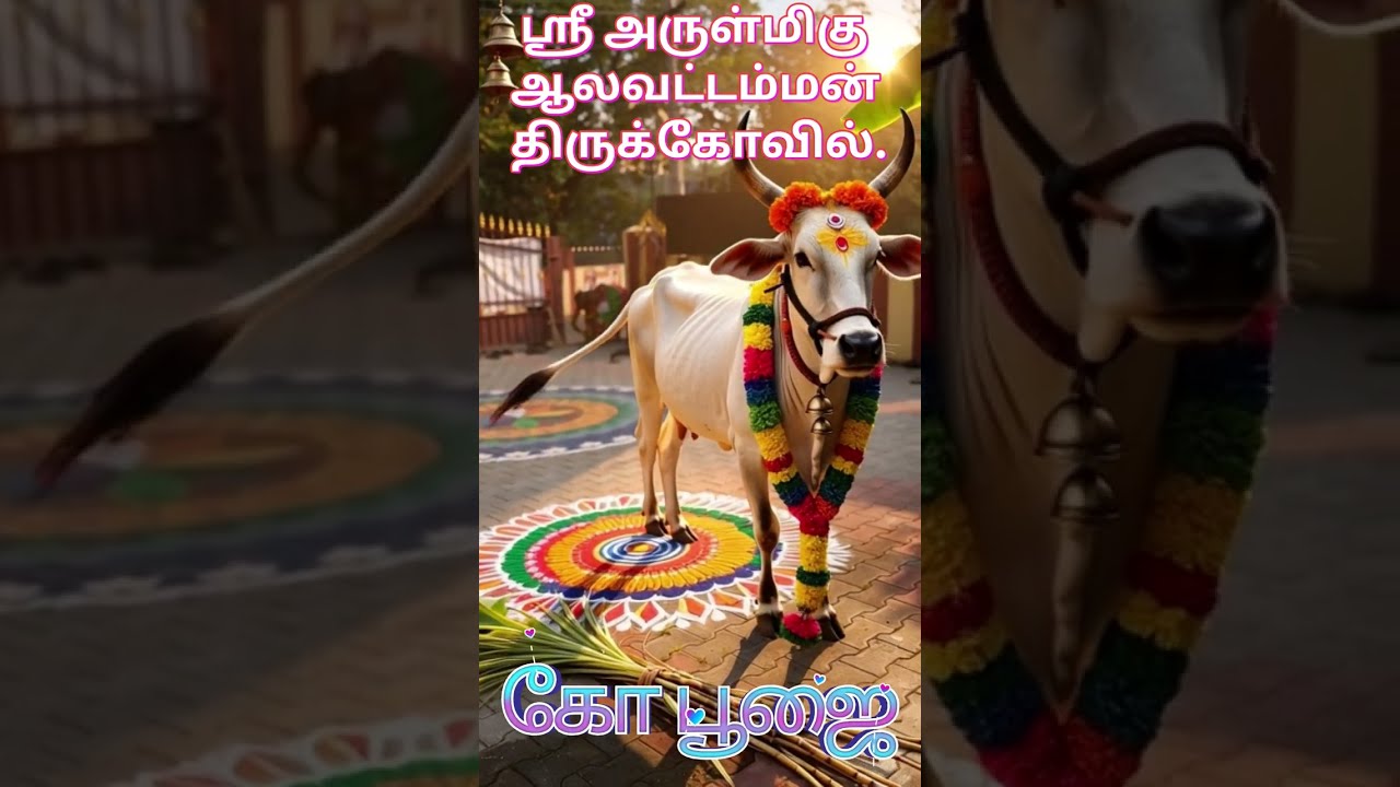 கோபூஜை ஸ்ரீ அருள்மிகு ஆலவட்டம்மன் திருக்கோவில்.