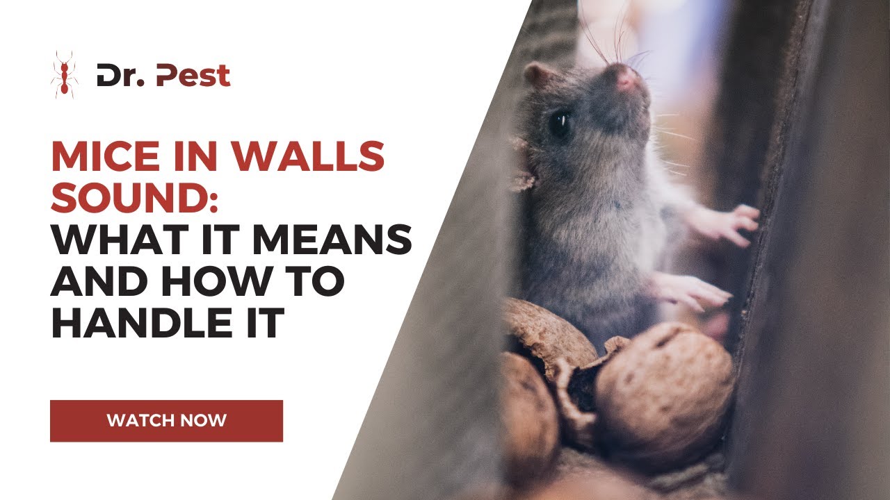Mice in Walls Sound: What It Means and How to Handle It | Dr. Pest