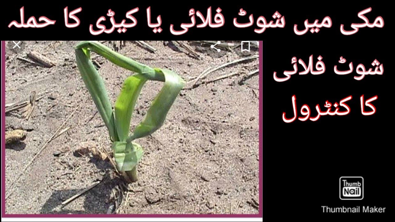 How to control shoot fly attack in Maize crop.identify shoot fly in maize.fakhar Khan official
