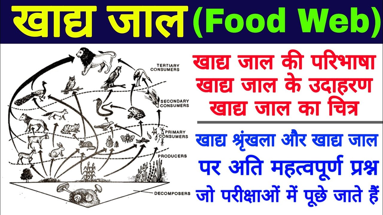 खाद्य जाल (Food Web)| food web in hindi | food web definition, examples, diagram | khadya jaal