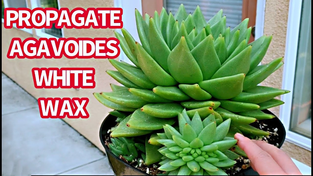 #356 PROPAGATION AGAVOIDES WHITE WAX | NHÂN GIỐNG SEN ĐÁ ĐẾ VƯƠNG