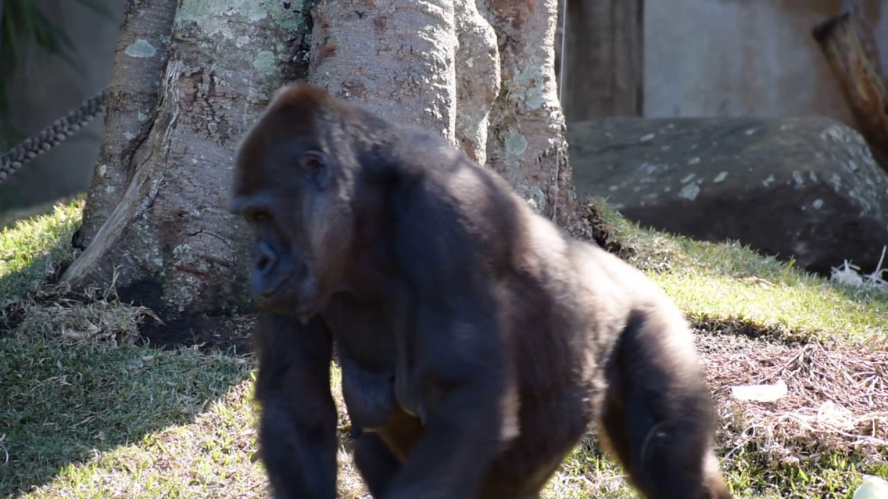 Gorilla, Taronga zoo, Sydney