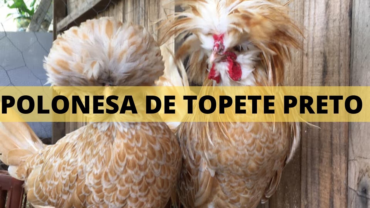 PADRÃO DA RAÇA POLONESA I GALINHA POLONESA DE TOPETE PRETO - Criatório Pestana Aves Ornamentais
