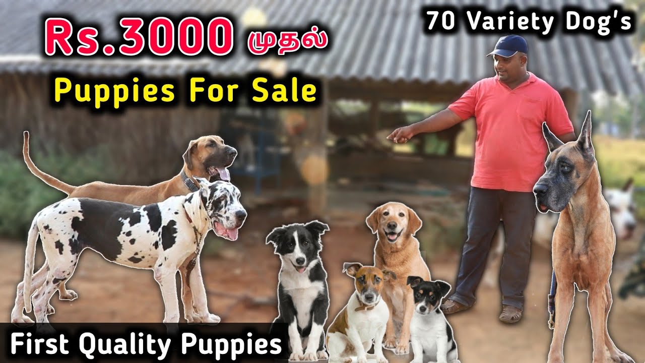 Biggest Dog Kennel In Tamil | First Quality Puppies For Sale | All Breed's Available