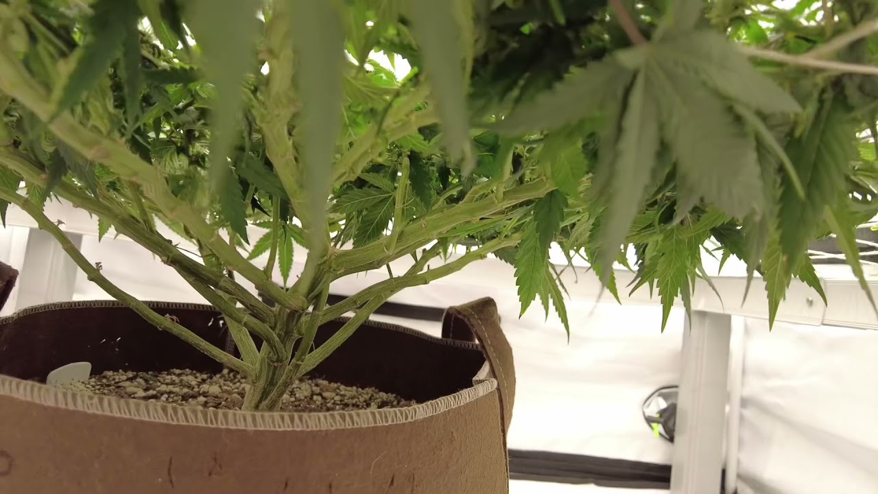 The scrog technique