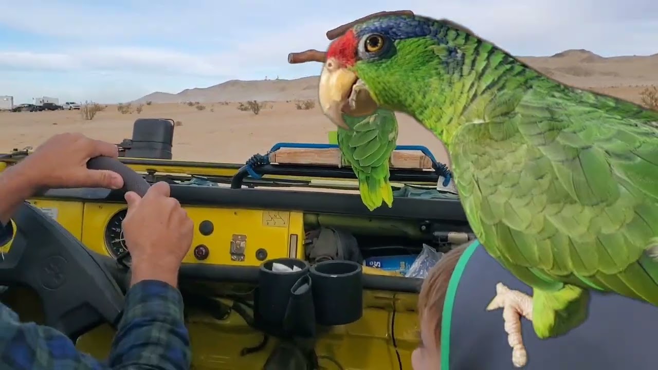 Pipera, Desert Run