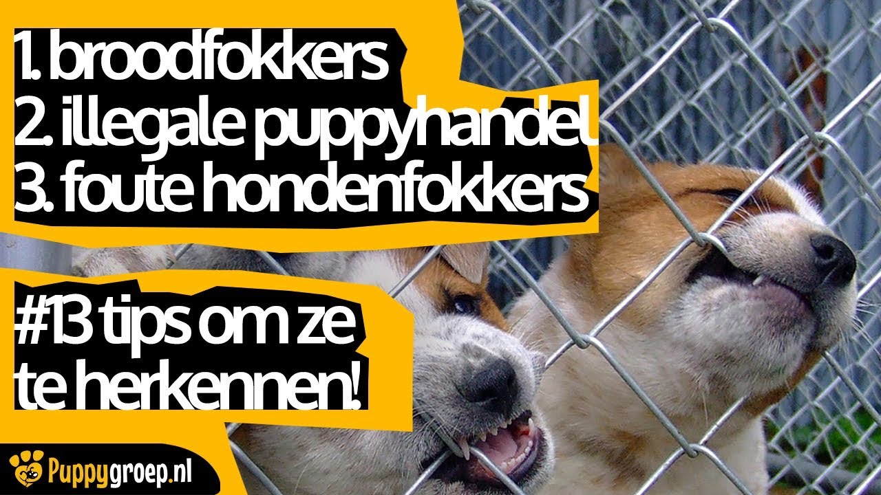 Broodfokkers, illegale puppyhandel en foute hondenfokkers: 13 tips om ze te herkennen!