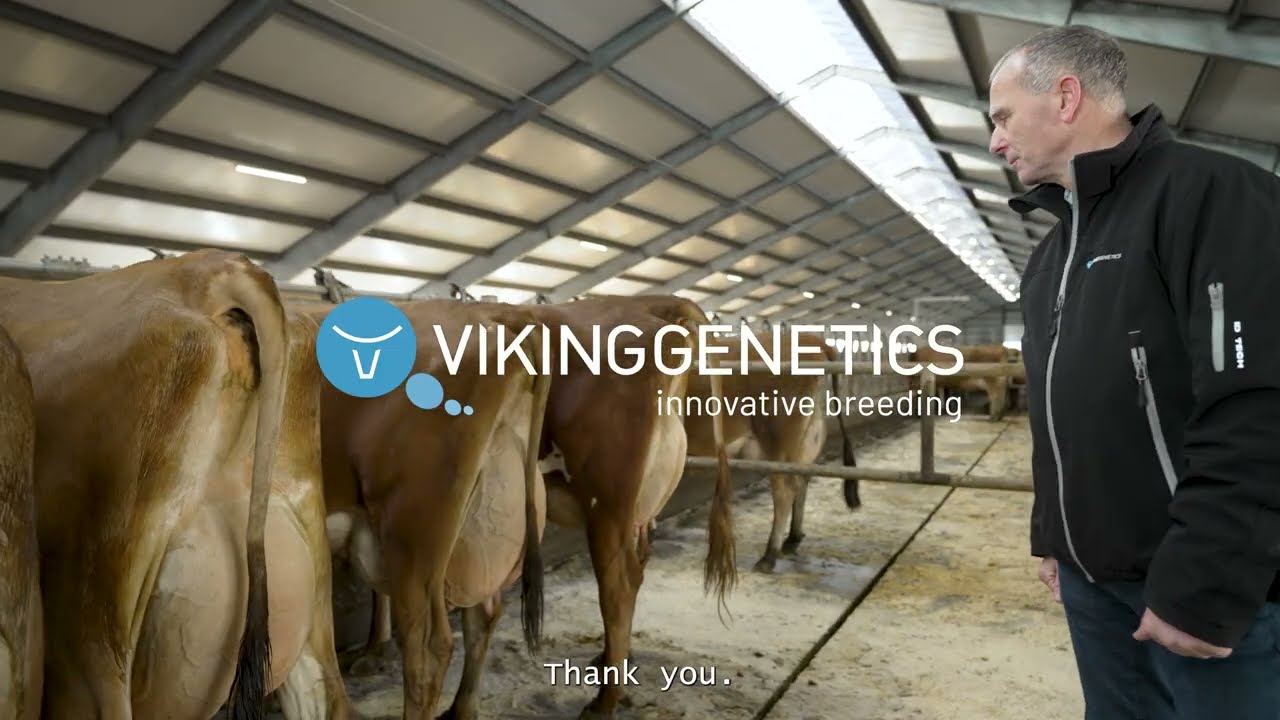 Exceptional VJ Kasino daughters: Visit to Adelgaard Jersey in Denmark