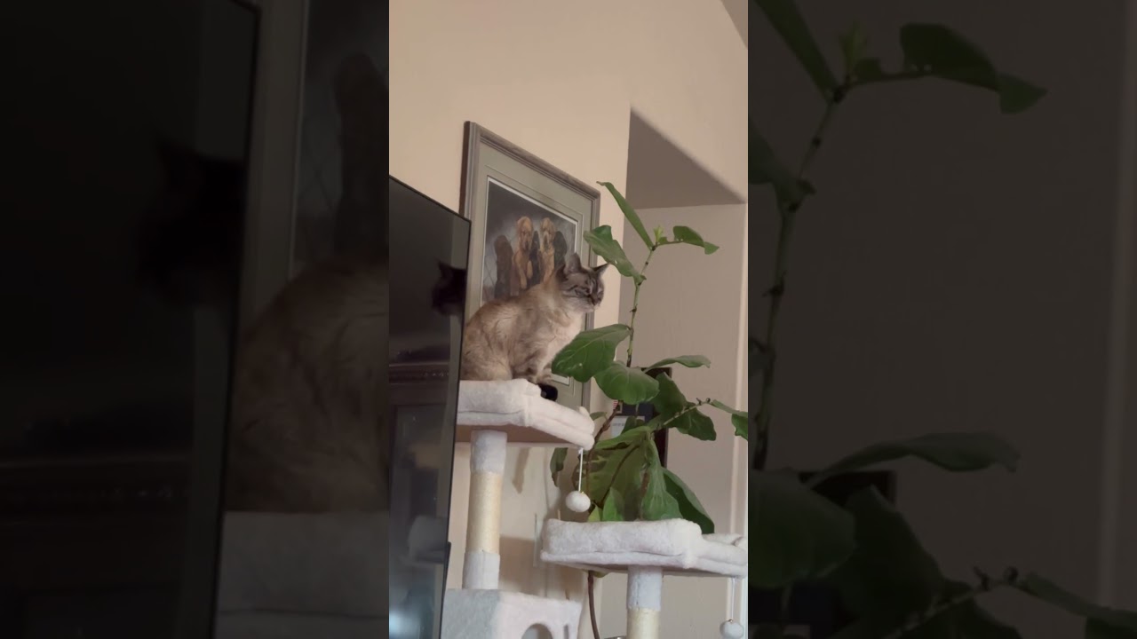 Lou Seal! #cat #funny #subscribe #cutecat #catlover #kitty #kitten #playingcat #blainezworld