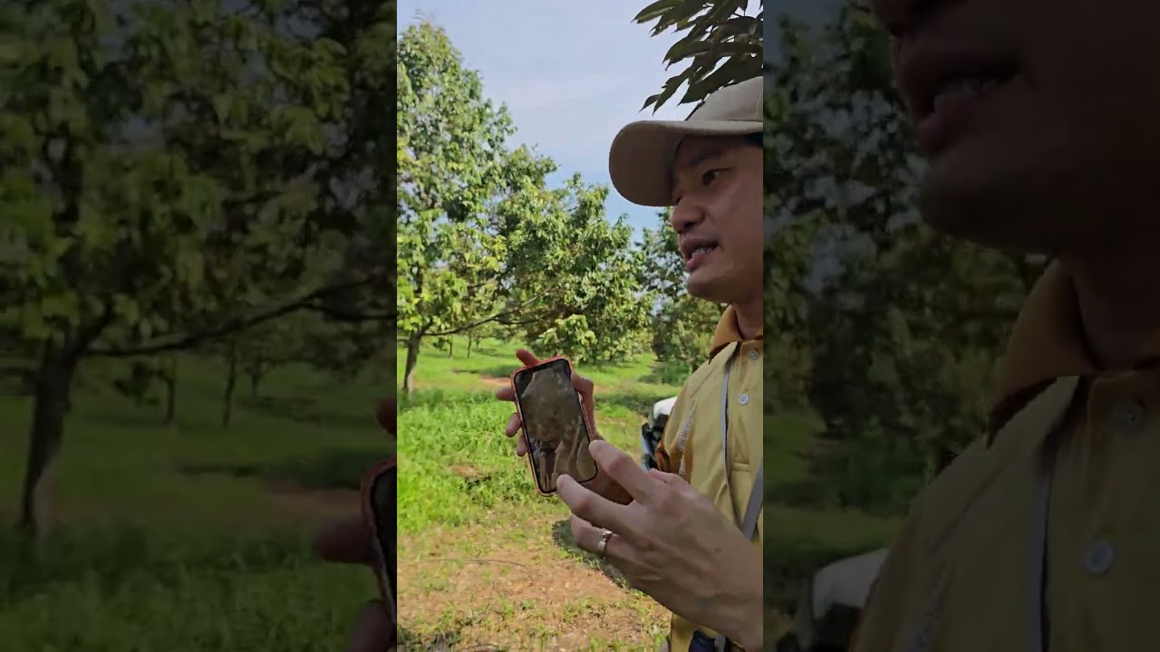 วิธีการดูแลให้น้ำทุเรียน