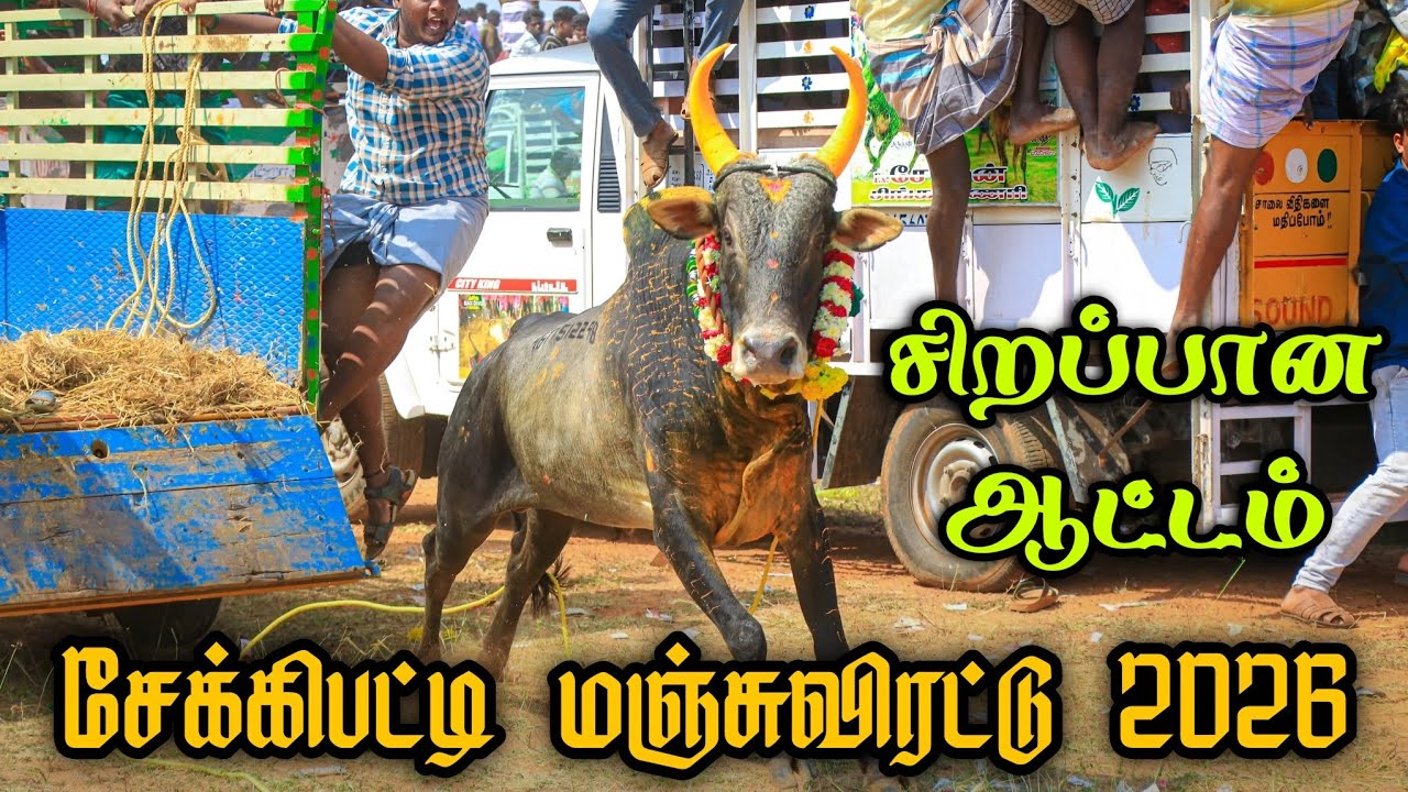 சிறப்பாக நடைபெற்ற சேக்கிபட்டி மஞ்சுவிரட்டு 2026/sekkipatti manjuvirattu 